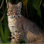 Brasileiro lidera pesquisa que revelou nova espécie de felino nas florestas da Bolívia